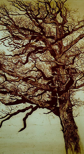 Oak, etching, 32 in. x 38 in.